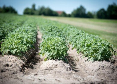 PhosAgro and FAO have launched the Russian network of soil laboratories