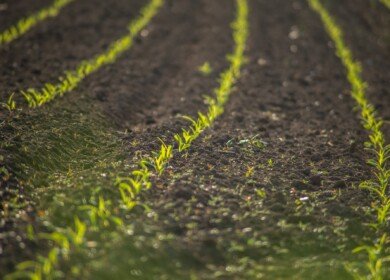 The sowing campaign has begun in the Tomsk region