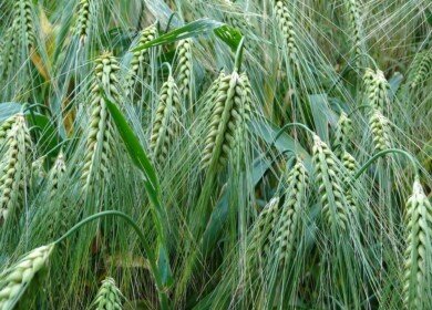 Grain harvest in Russia can set a volume record