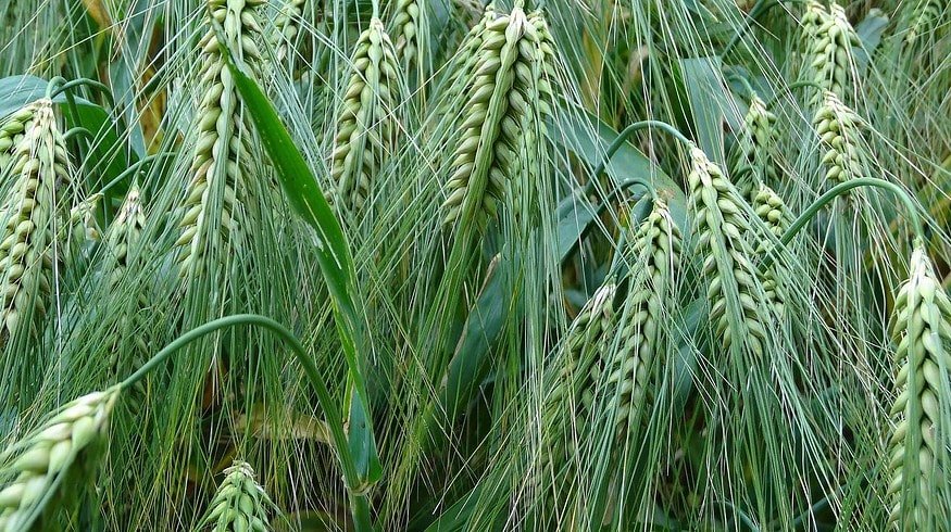 Grain harvest in Russia can set a volume record
