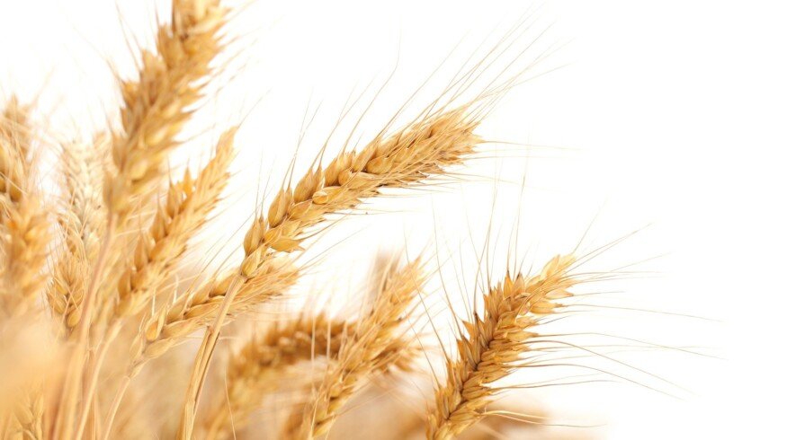 Wheat harvest in Russia may reach 87 million tons this year