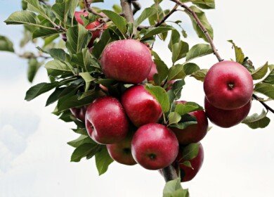 Dagestan is intensively developing horticulture