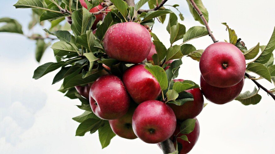 Dagestan is intensively developing horticulture