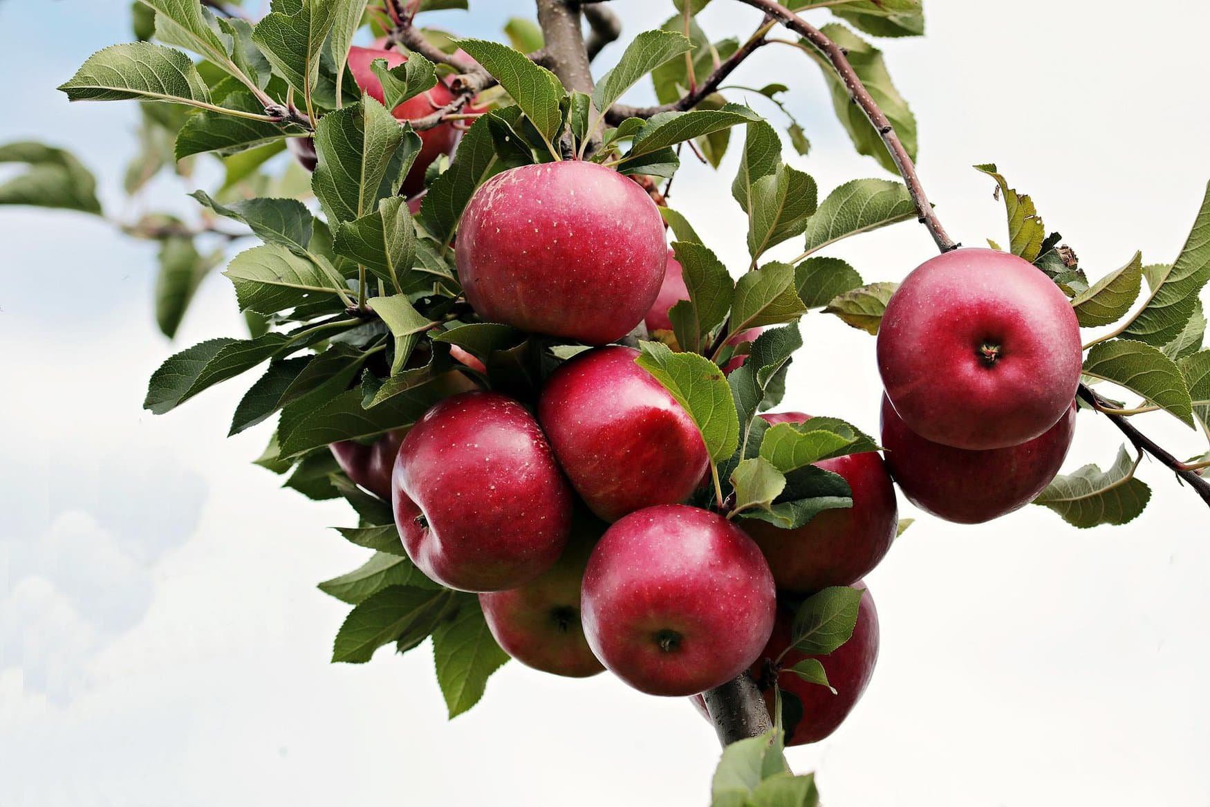 Dagestan is intensively developing horticulture