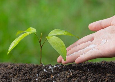 Russia increased production of nitrogen and phosphorus fertilizers in 2022