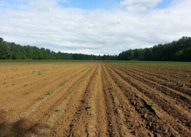 Rusagro slightly increased the cultivated area in Russia