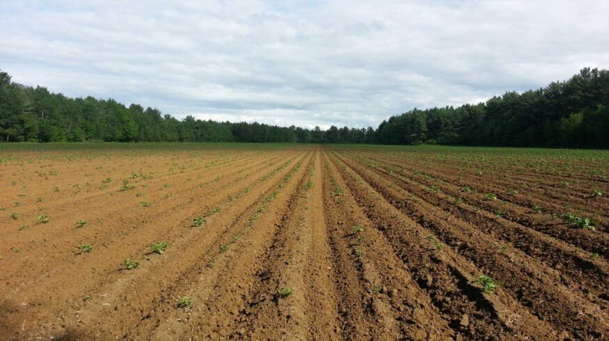 Rusagro slightly increased the cultivated area in Russia
