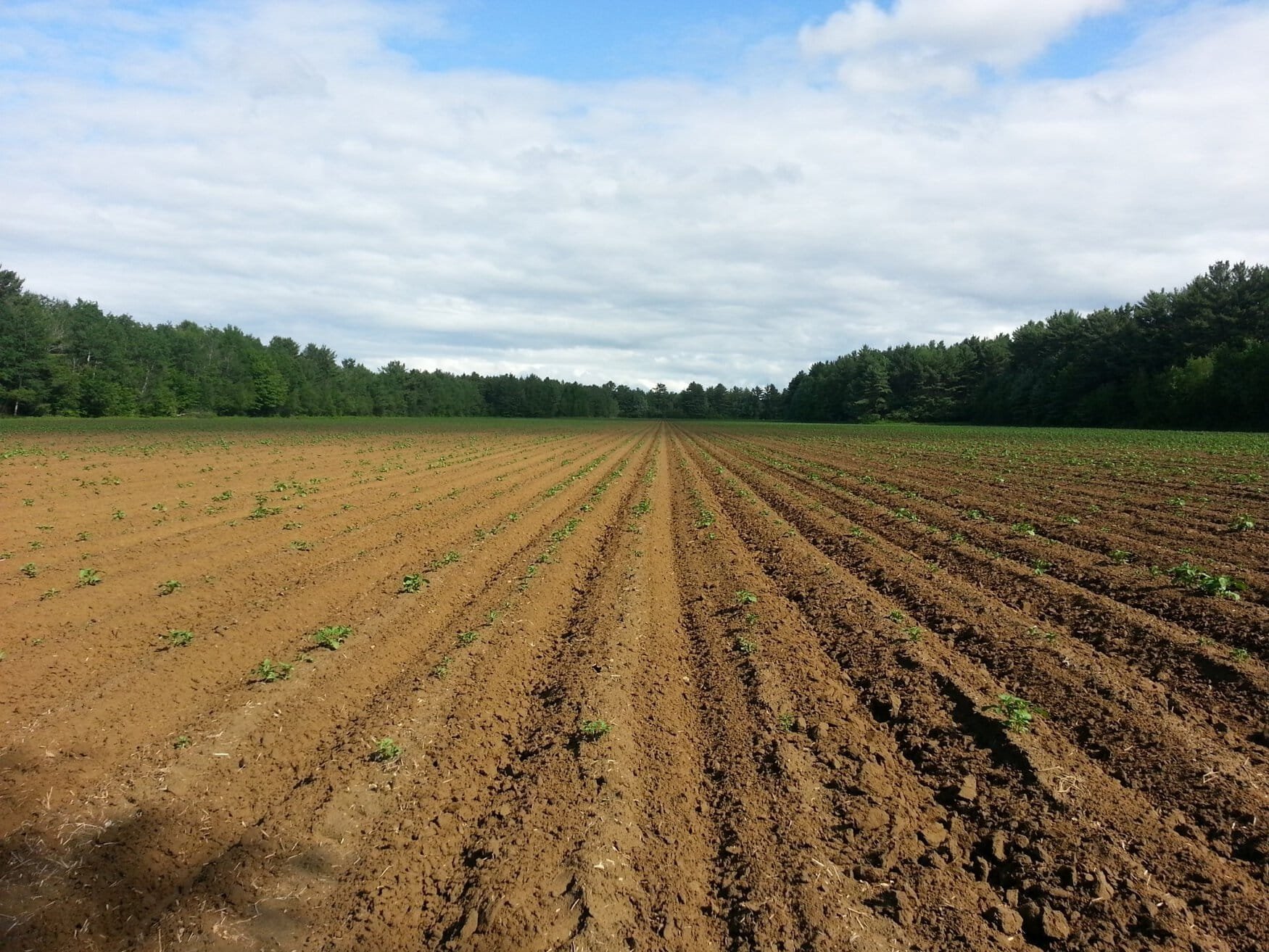 Rusagro slightly increased the cultivated area in Russia