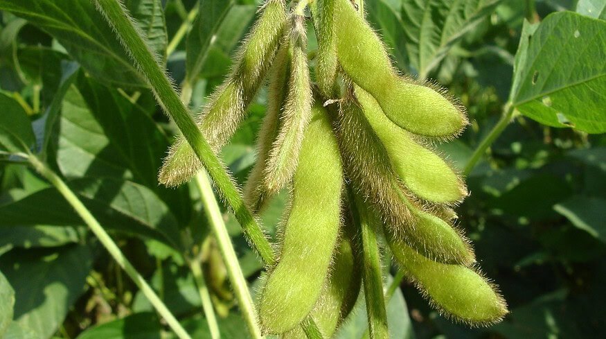 Soybean crops have grown in the Primorsky region