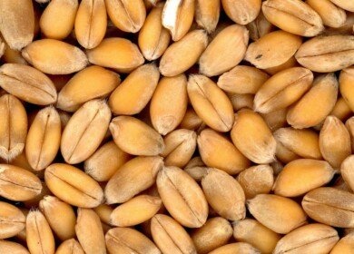 Miratorg will build a selection and seed center in the Kursk region