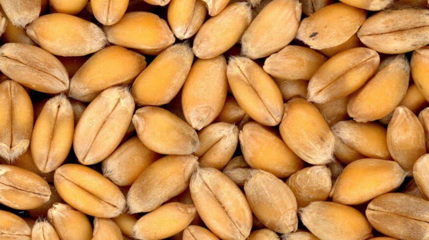 Miratorg will build a selection and seed center in the Kursk region