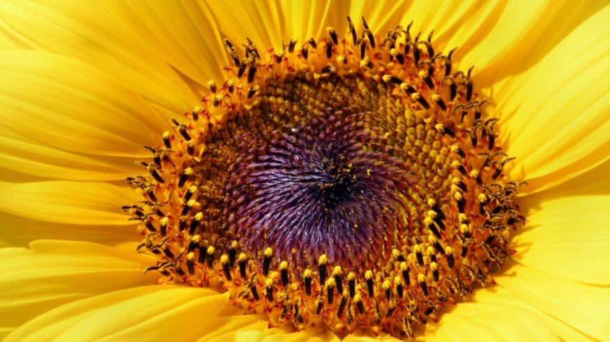 Sunflower harvest will decrease in Ukraine