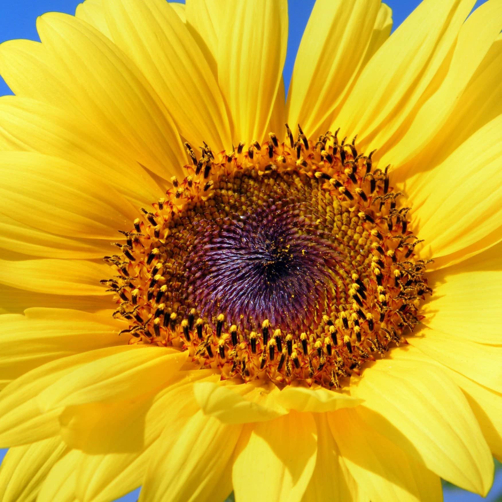 Sunflower harvest will decrease in Ukraine