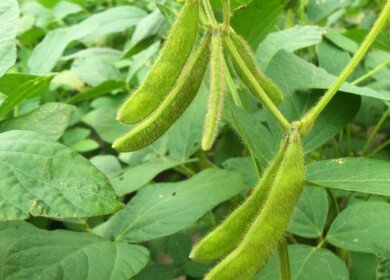 Soybean crops area expanded in the Khabarovsk region
