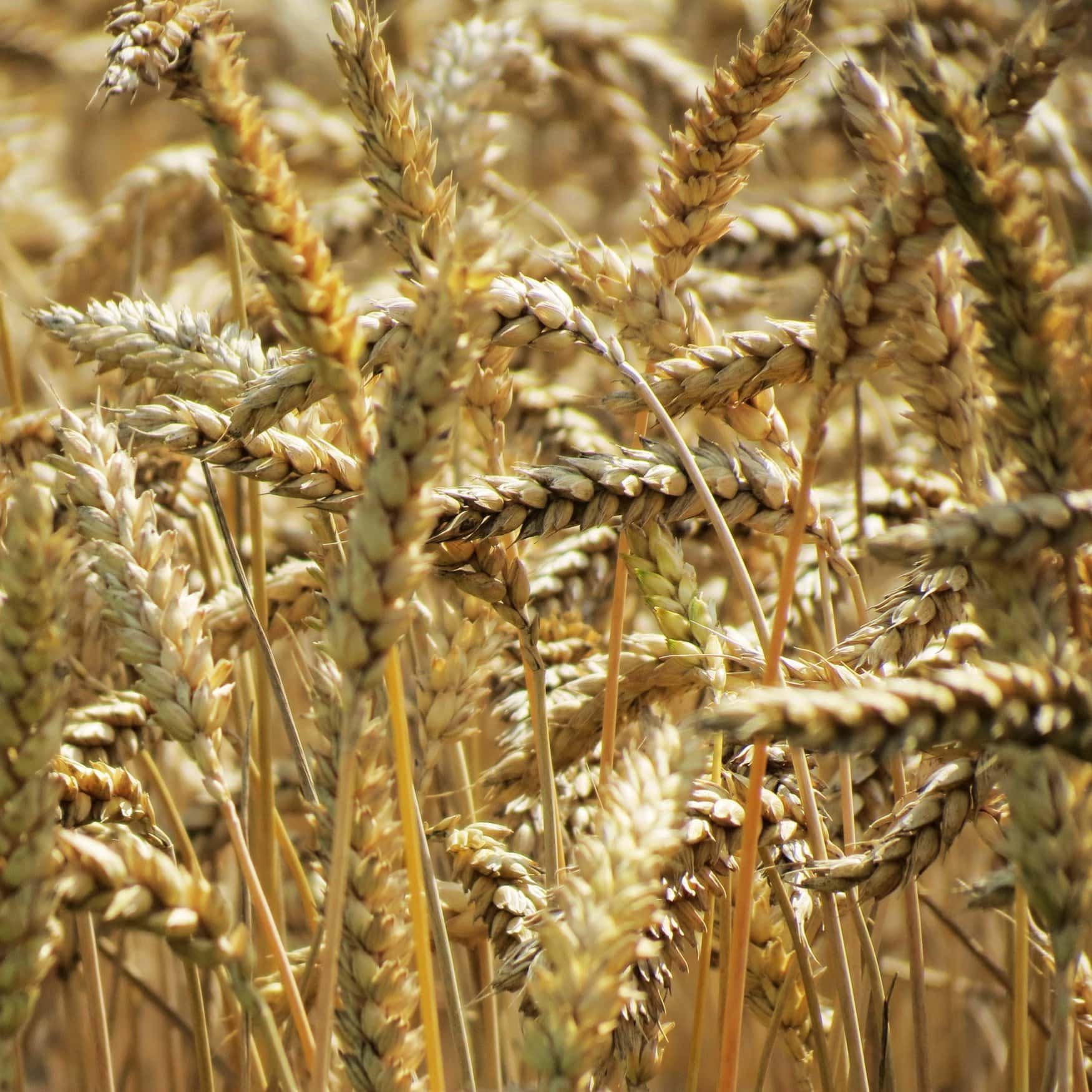 Sowings of spring crops in the Smolensk region reached 164 thousand hectares