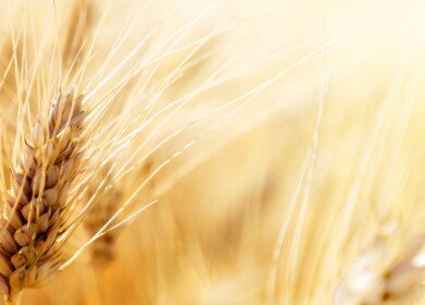 Australian scientist discovered gene sequence that would help fight leaf rust