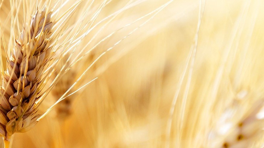 Australian scientist discovered gene sequence that would help fight leaf rust