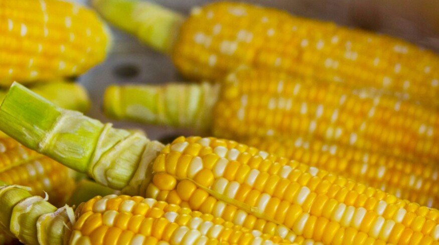 Corn production in the European Union may collapse due to the heat