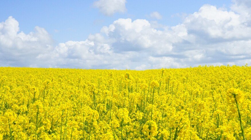 EkoNiva will triple winter rapeseed