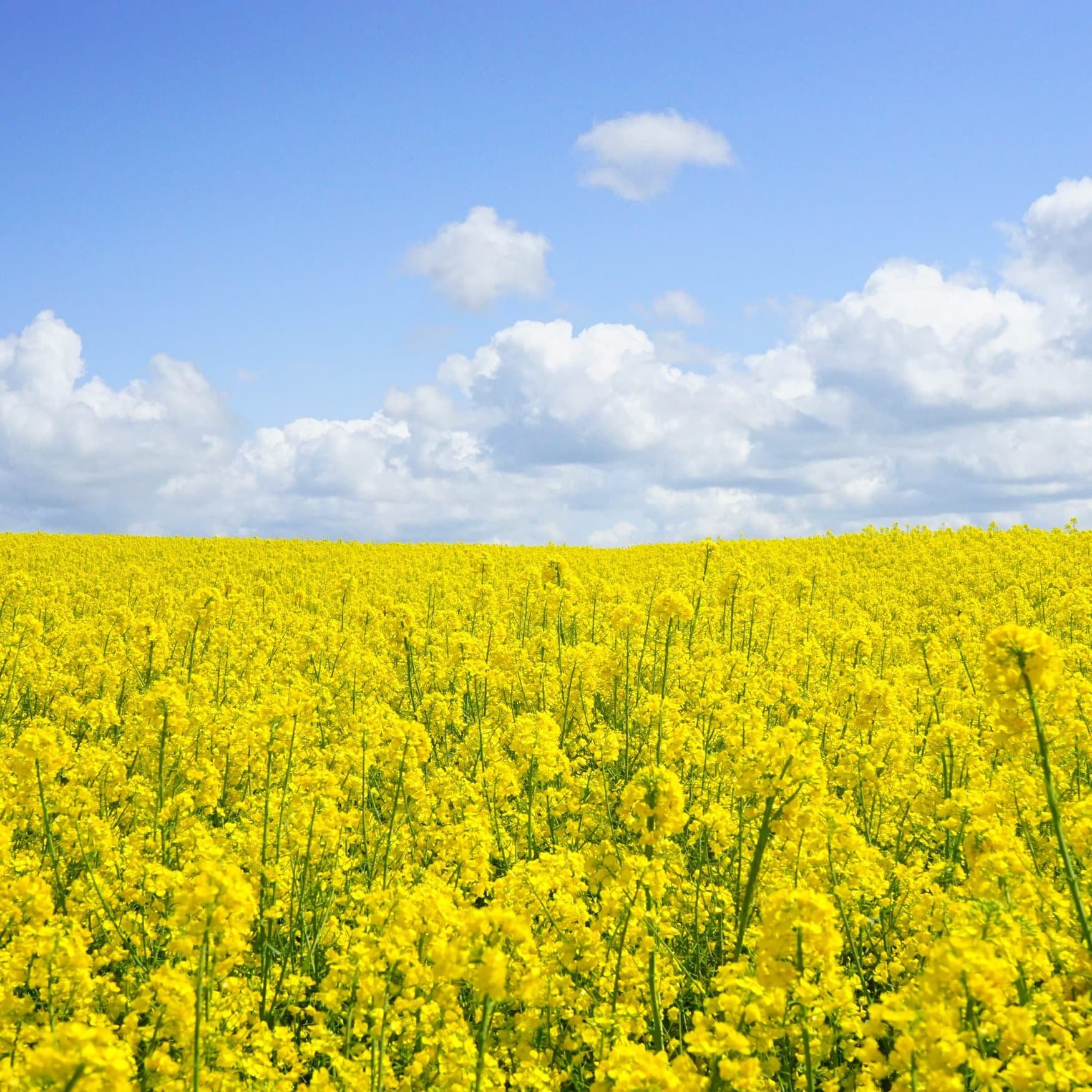 EkoNiva will triple winter rapeseed