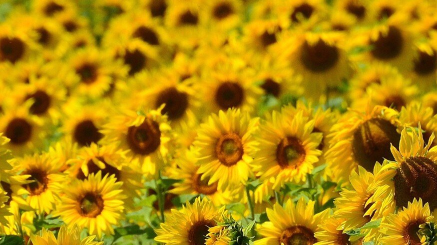 Russia may ban seed imports from US and EU