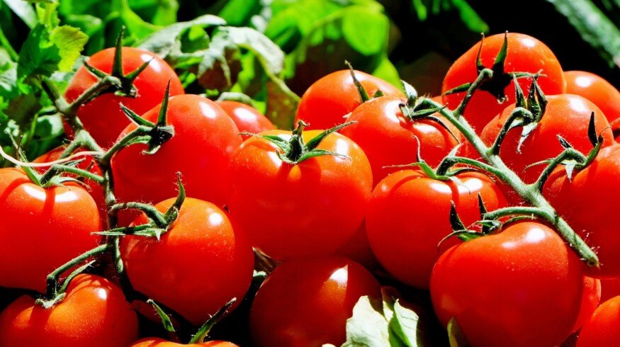 Magnit purchased another greenhouse complex
