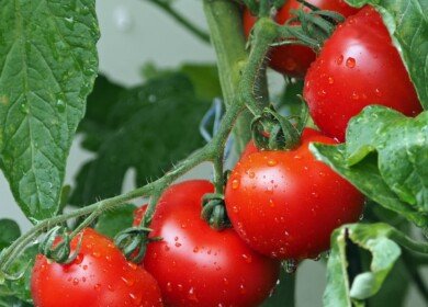 A new greenhouse complex will open in the Sakhalin region
