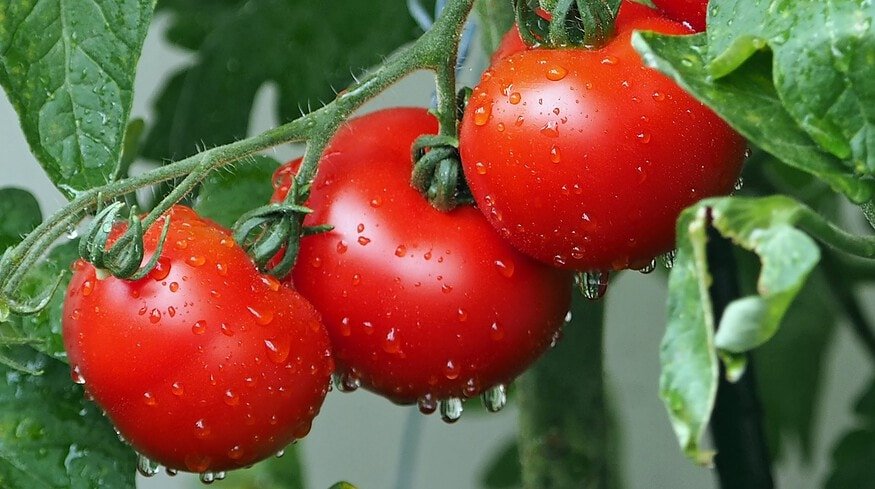 A new greenhouse complex will open in the Sakhalin region