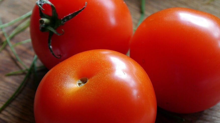 TyumenAgro will expand the cultivation of tomatoes