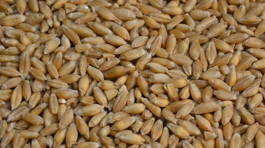 “Muza” will launch a seed plant in the Kurgan region