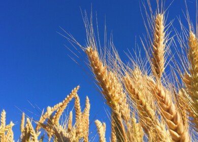 Crops of wheat and barley may be reduced in Ukraine