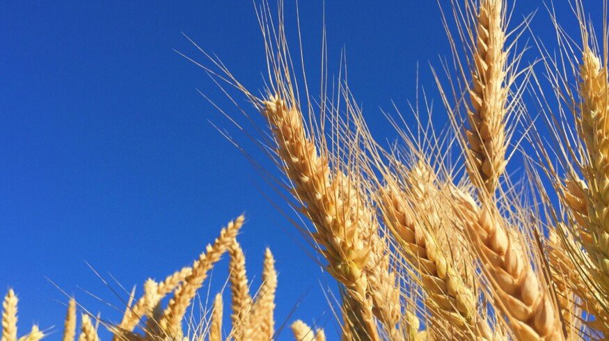 Crops of wheat and barley may be reduced in Ukraine
