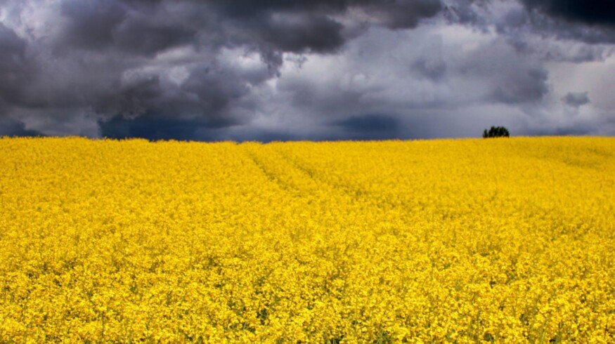 Germany may increase the rapeseed crops by 5%