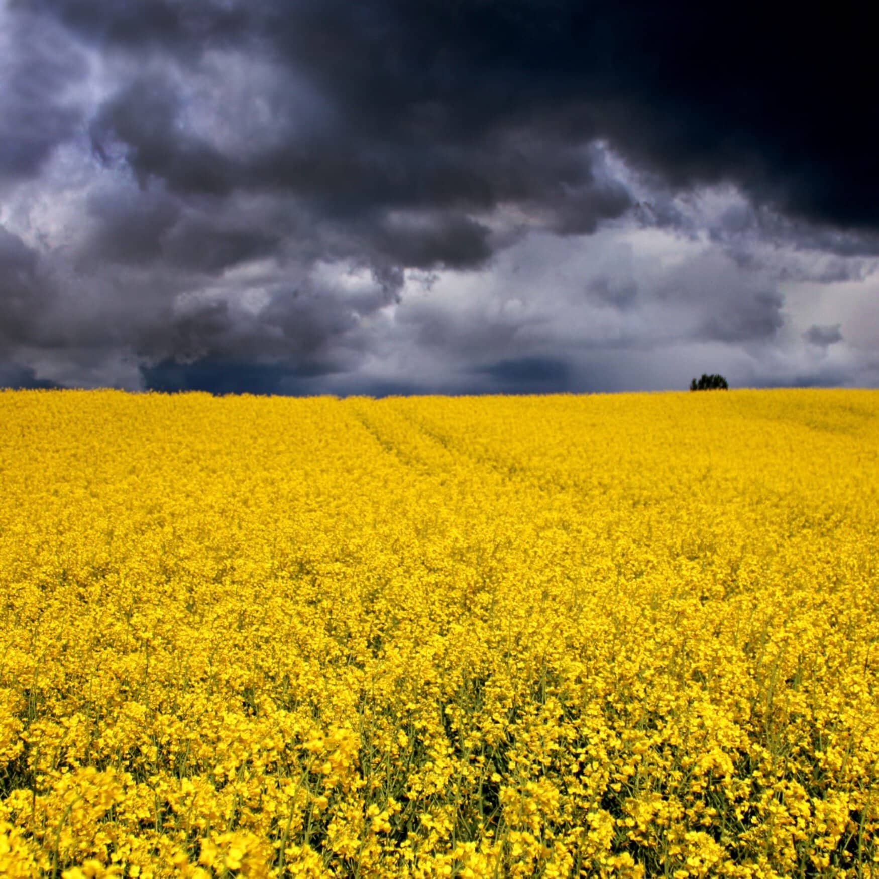 Germany may increase the rapeseed crops by 5%