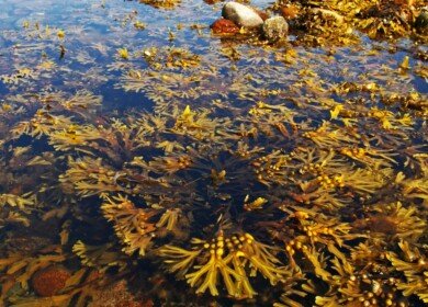 Russian scientists created algal fertilizer
