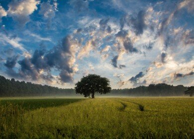 Russia plans to simplify agricultural land turnover