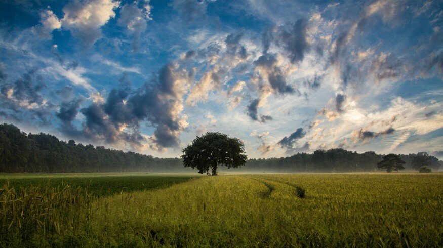 Russia plans to simplify agricultural land turnover