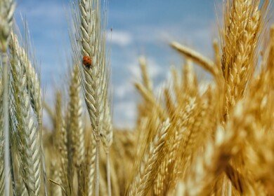 Russia may reduce wheat crops area by 0.5 million hectares in 2023