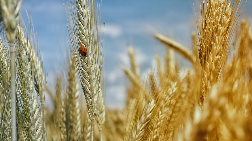 Russia may reduce wheat crops area by 0.5 million hectares in 2023