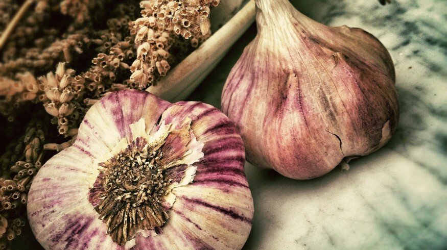 Peregrín and Kimitec Agro unites to boost garlic yield