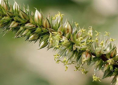 Aggressive superweed attacked the main agricultural states of Brazil