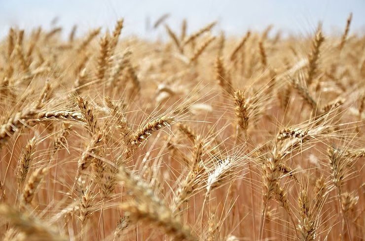 French farmers will increase sowing of wheat and rapeseed