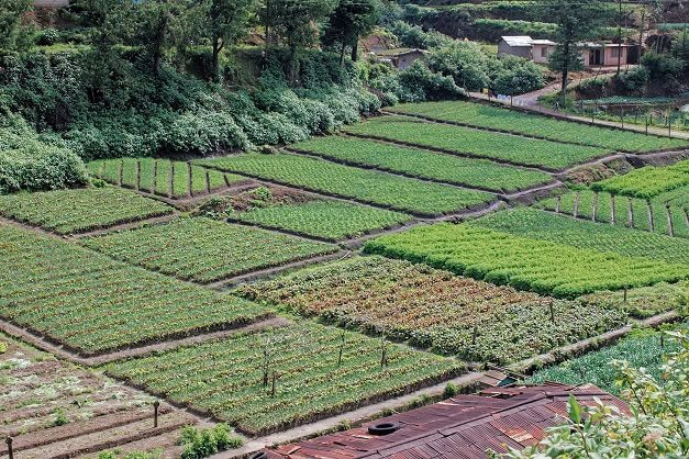 Sri Lanka is ready to buy Russian fertilizers