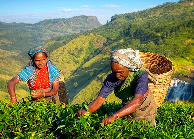 Pesticide companies in Sri Lanka cut prices to support farmers