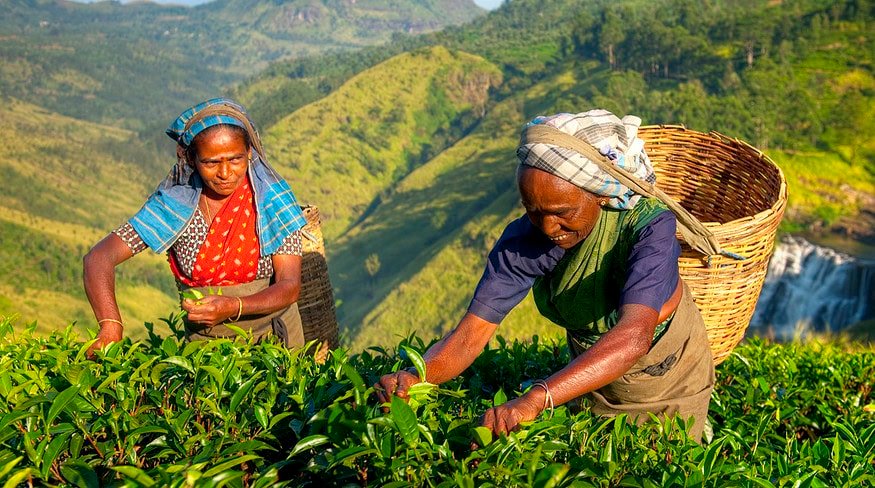 Pesticide companies in Sri Lanka cut prices to support farmers