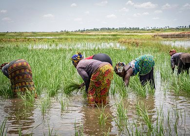 Empowering African Farmers: African Development Bank’s $11.7 Million Boosts Access to Fertilizers