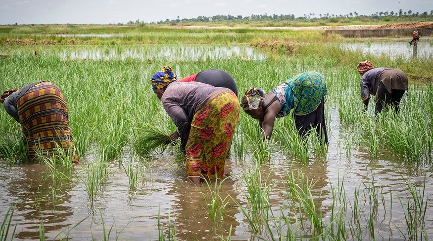 Empowering African Farmers: African Development Bank’s $11.7 Million Boosts Access to Fertilizers