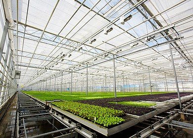 Russian scientists created a new fertilizer for growing plants in the Arctic