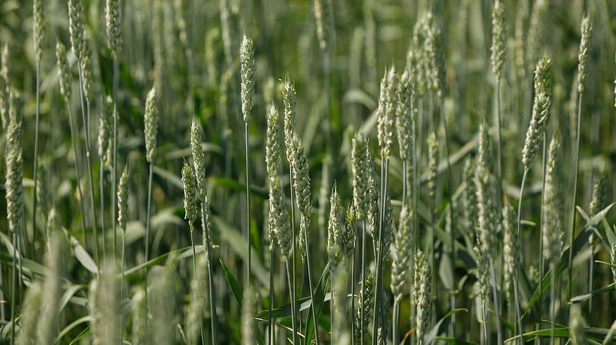 Avgust made a forecast for the agricultural season 2023