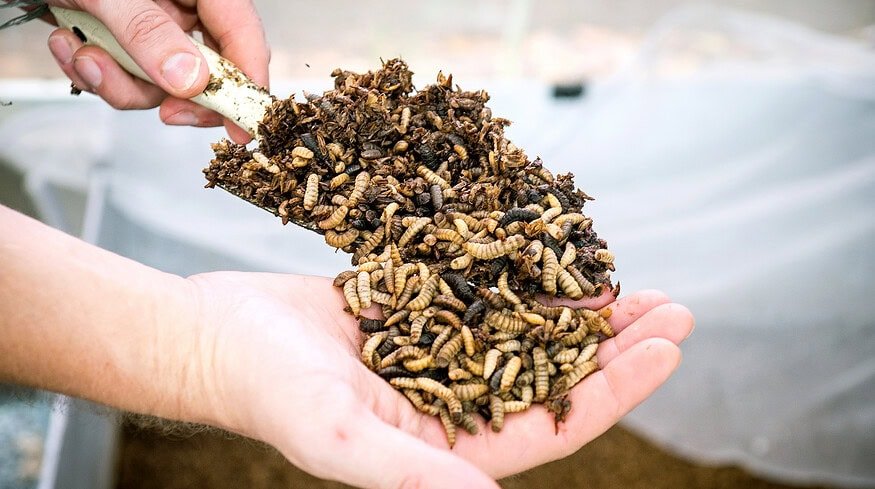 Nutrition Technologies Secures Investment from Bunge Ventures to Revolutionize Insect-based Crop Nutrition